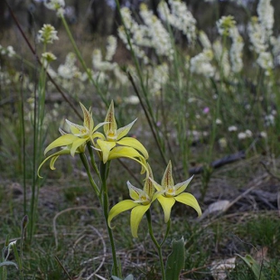 Caladenia flava